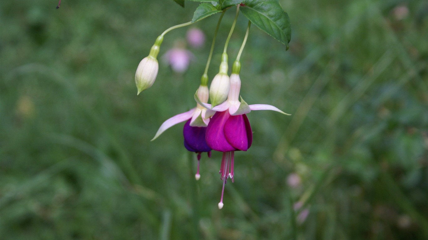 Widescreen wallpaper flowers close-up (29) #5 - 1366x768