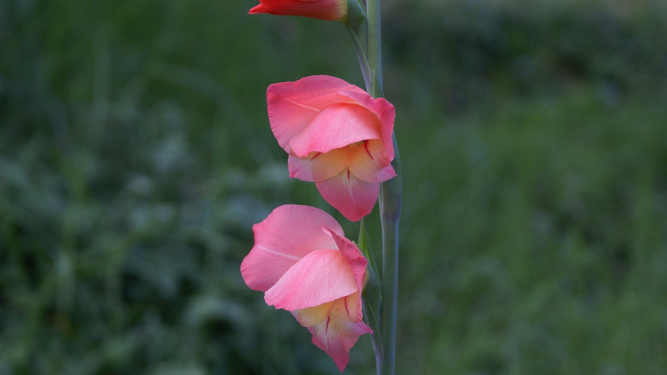 Widescreen wallpaper flowers close-up (29) #8 - 1366x768