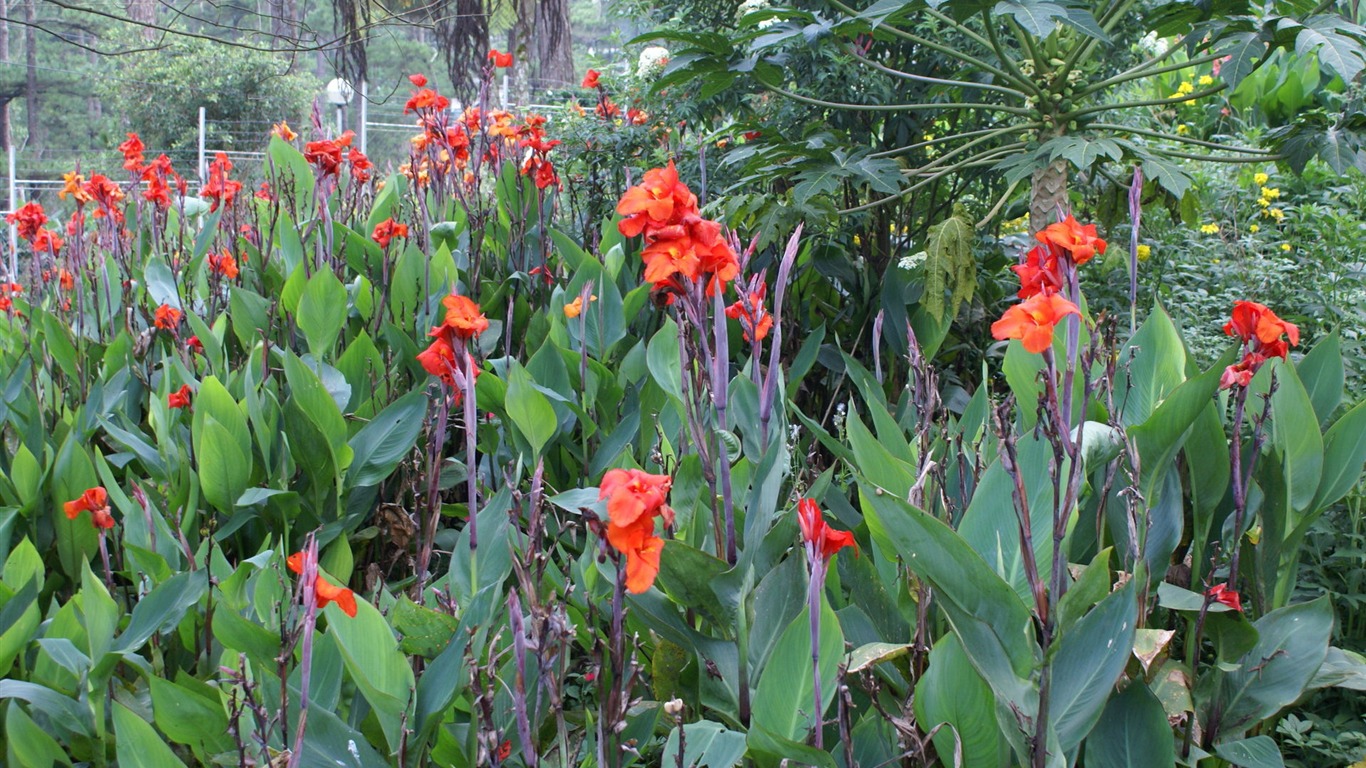 宽屏鲜花特写 壁纸(29)10 - 1366x768