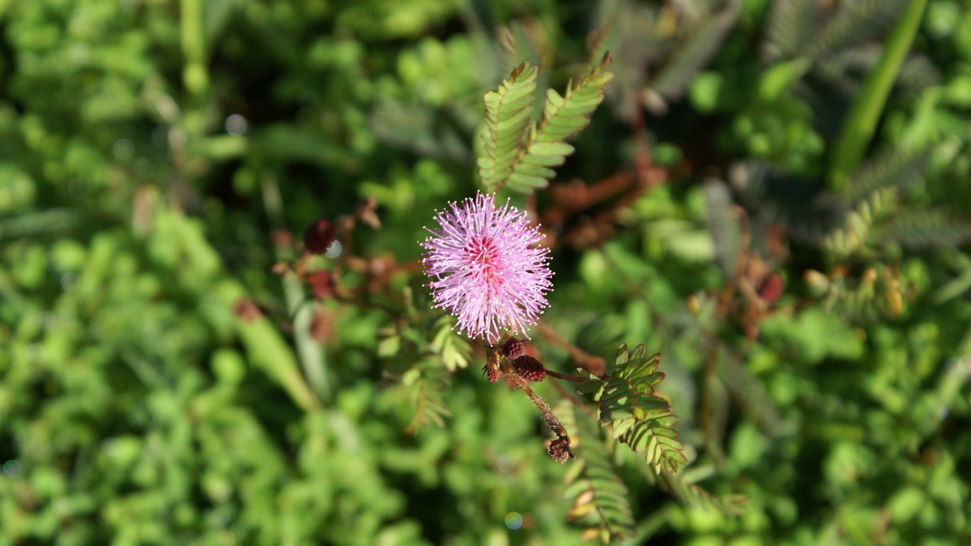 Widescreen wallpaper flowers close-up (30) #11 - 1366x768