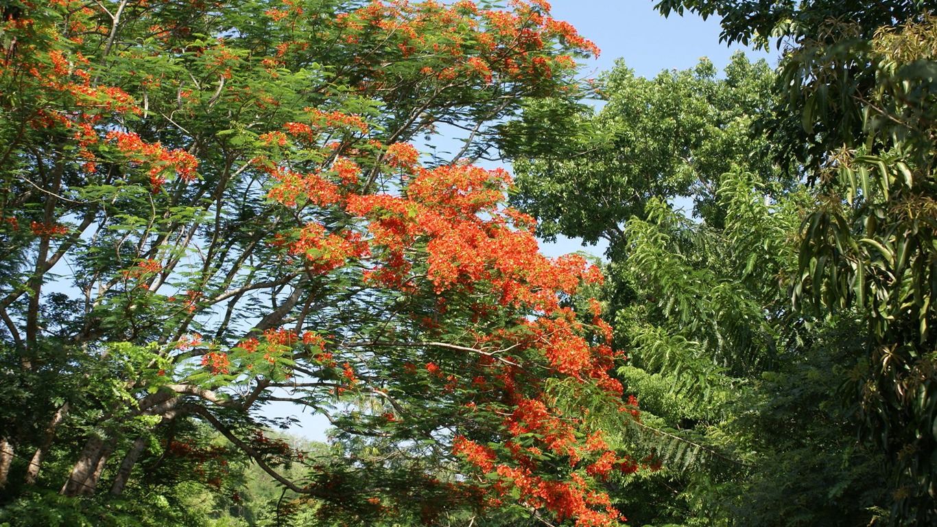 寬屏鮮花特寫 壁紙(30) #14 - 1366x768