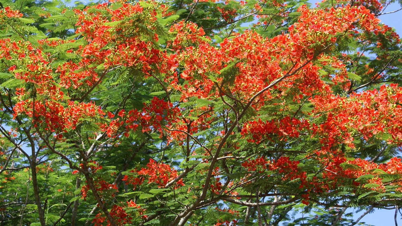 寬屏鮮花特寫 壁紙(30) #16 - 1366x768