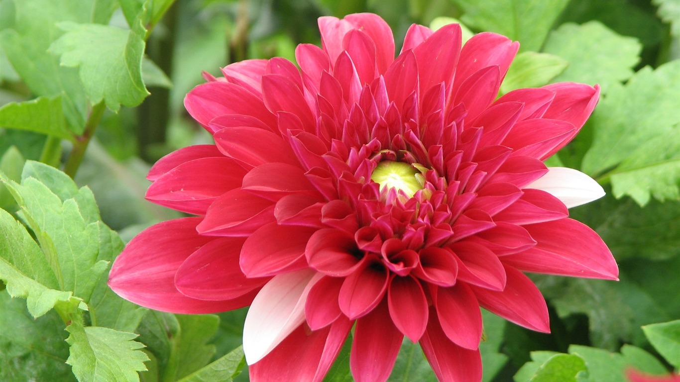 Dahlia flowers HD wallpaper (1) #1 - 1366x768