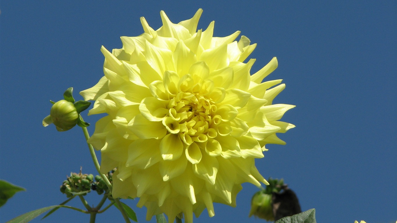 Dahlia flowers HD wallpaper (1) #2 - 1366x768