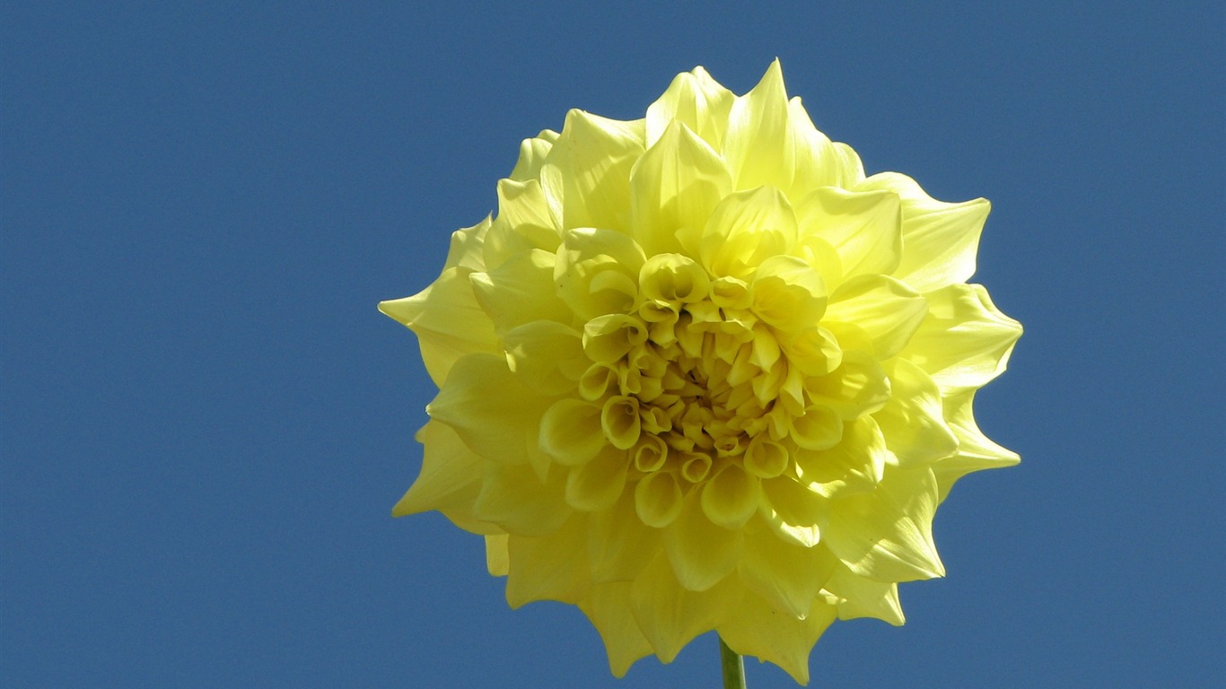 Dahlia flowers HD wallpaper (1) #3 - 1366x768