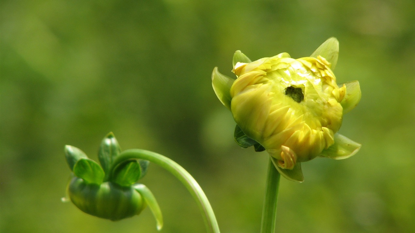 Dahlia flowers HD wallpaper (1) #6 - 1366x768