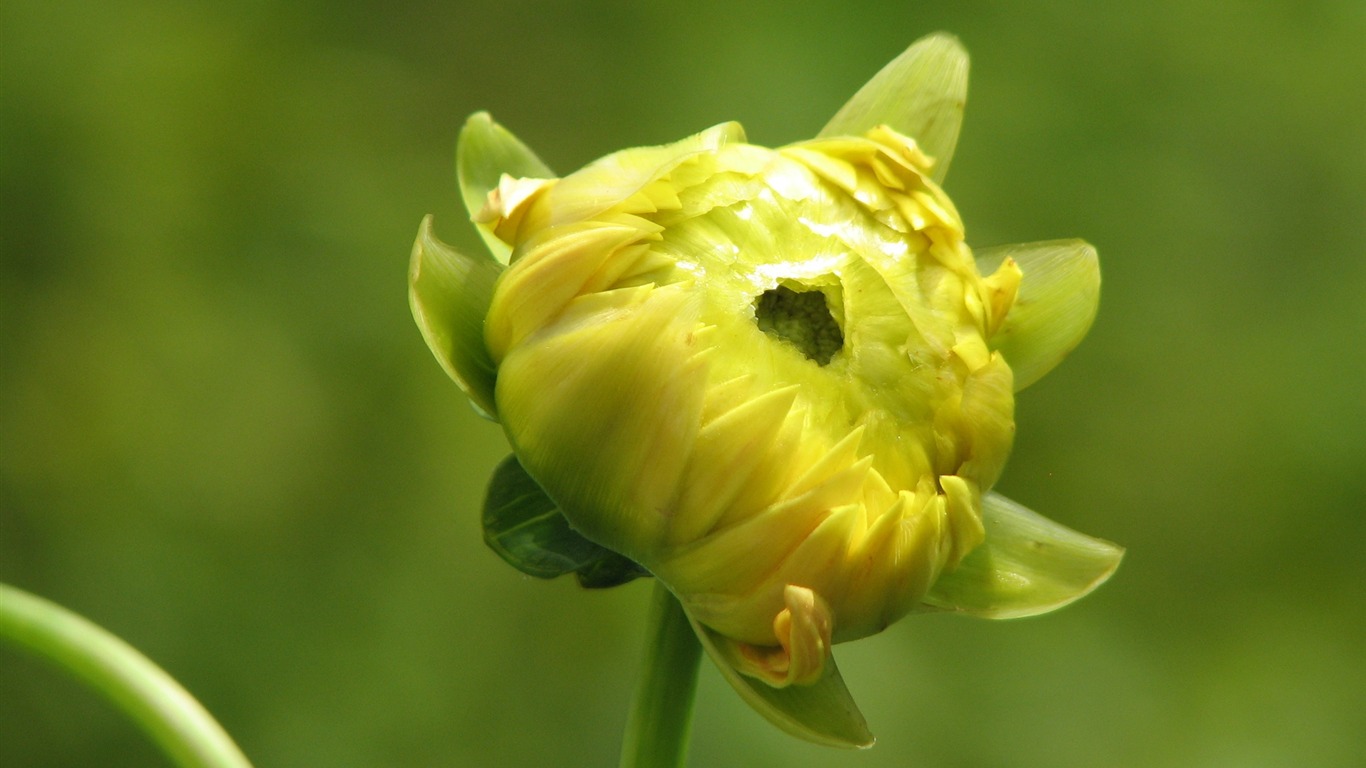 Dahlia květiny HD tapetu (1) #7 - 1366x768