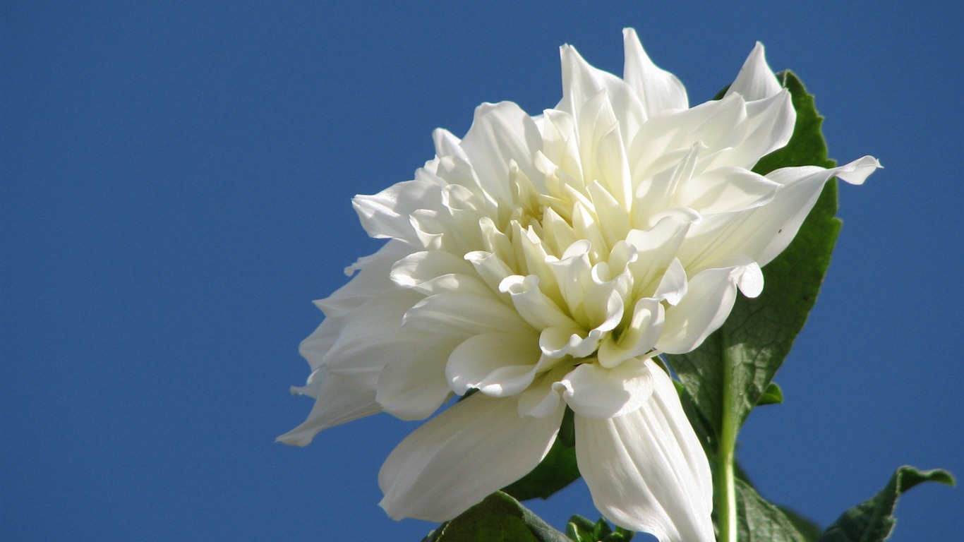 Dahlia flowers HD wallpaper (1) #8 - 1366x768