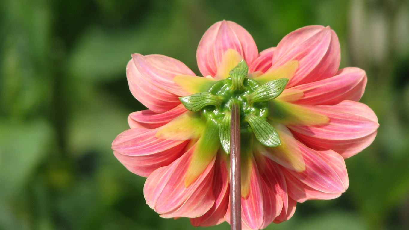 Dahlia flowers HD wallpaper (1) #9 - 1366x768