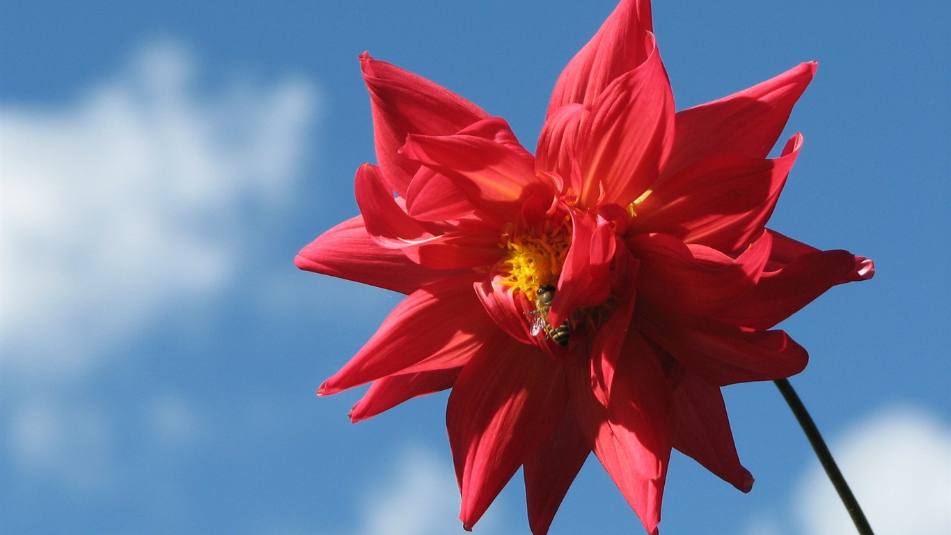 Dahlia 大麗花 高清壁紙(一) #10 - 1366x768