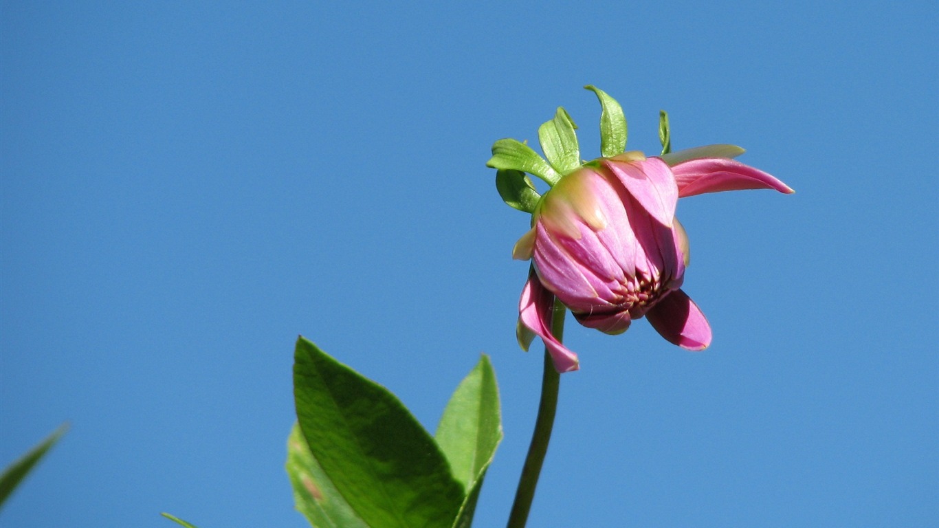 Dahlia 大丽花 高清壁纸(一)11 - 1366x768