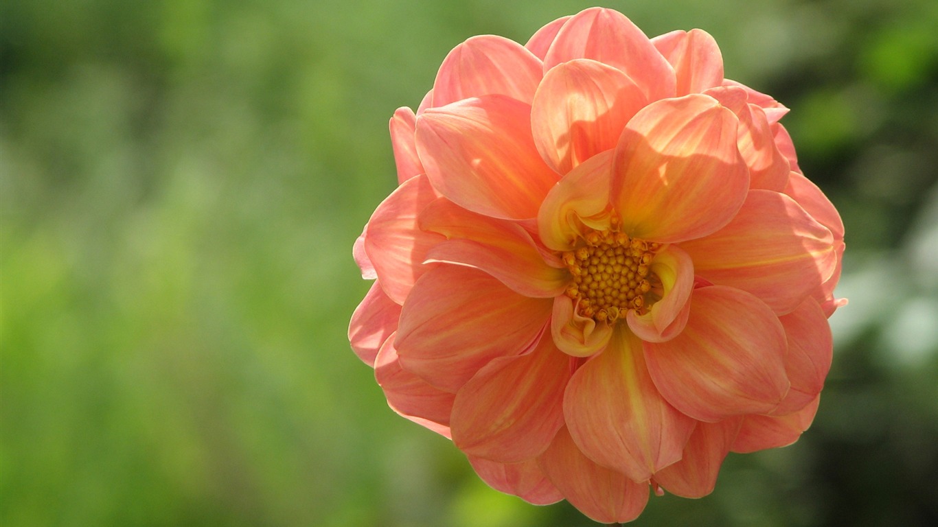 Dahlia flowers HD wallpaper (1) #12 - 1366x768