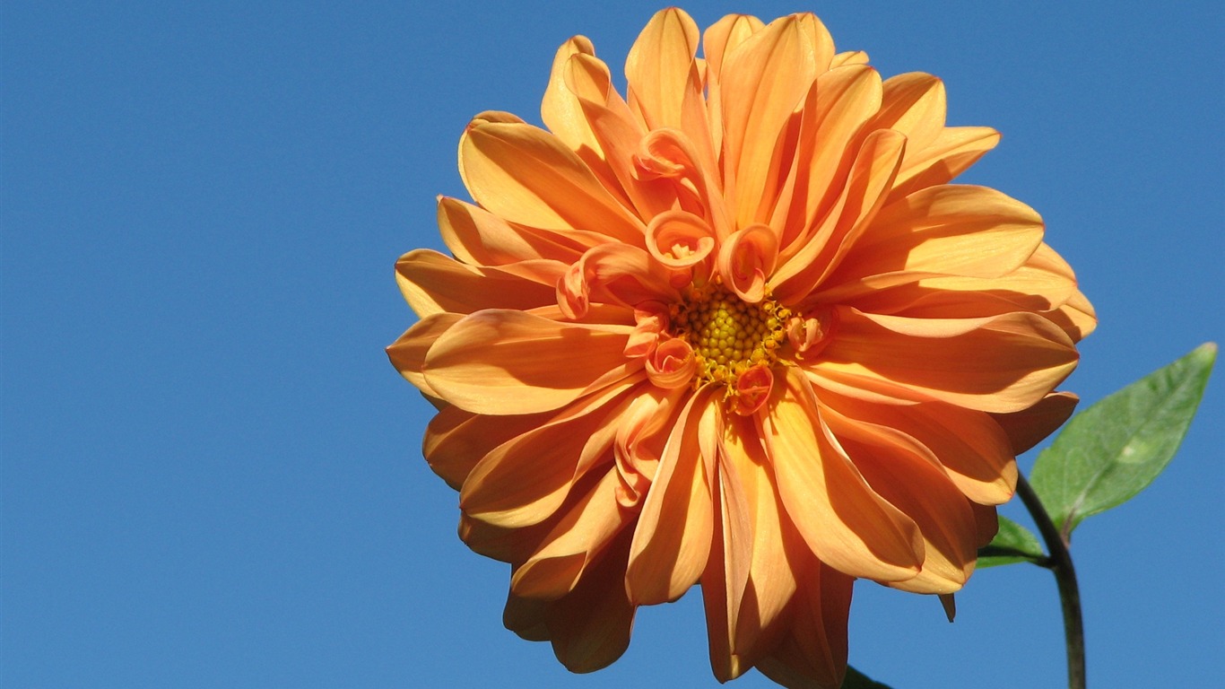 Dahlia květiny HD tapetu (1) #13 - 1366x768