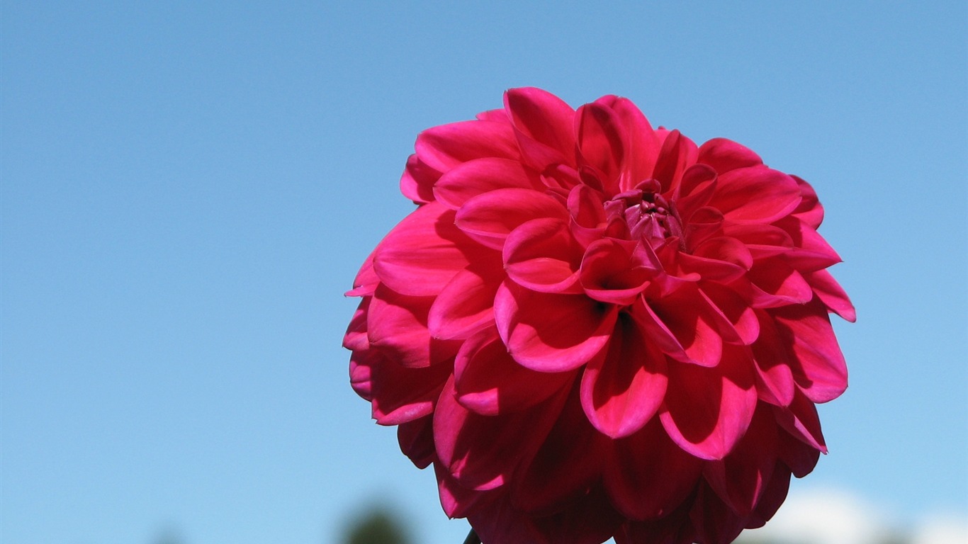 Dahlia 大麗花 高清壁紙(一) #14 - 1366x768