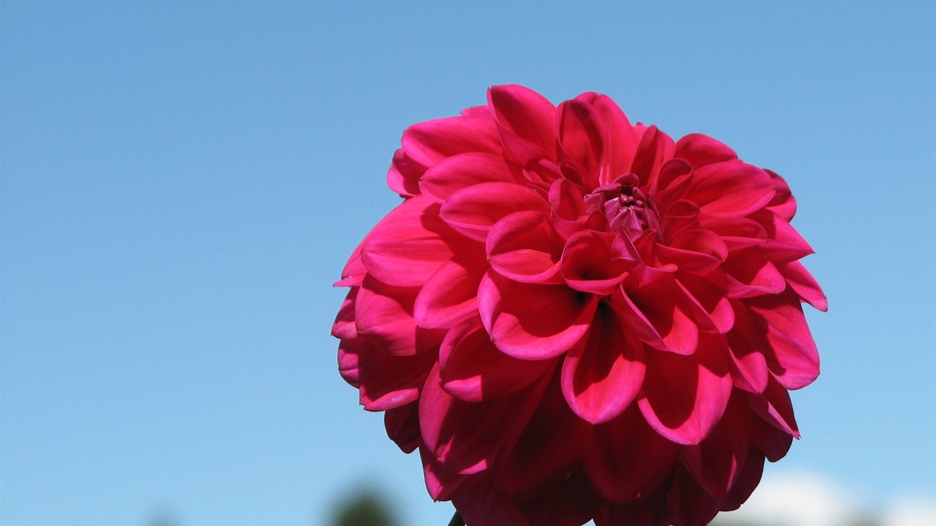 Dahlia 大丽花 高清壁纸(一)14 - 1366x768