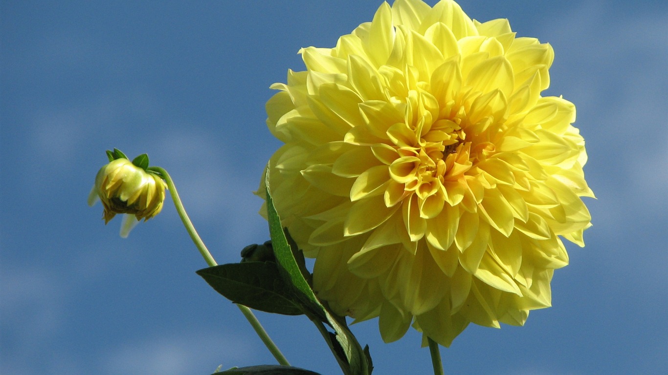 Dahlia flowers HD wallpaper (1) #15 - 1366x768