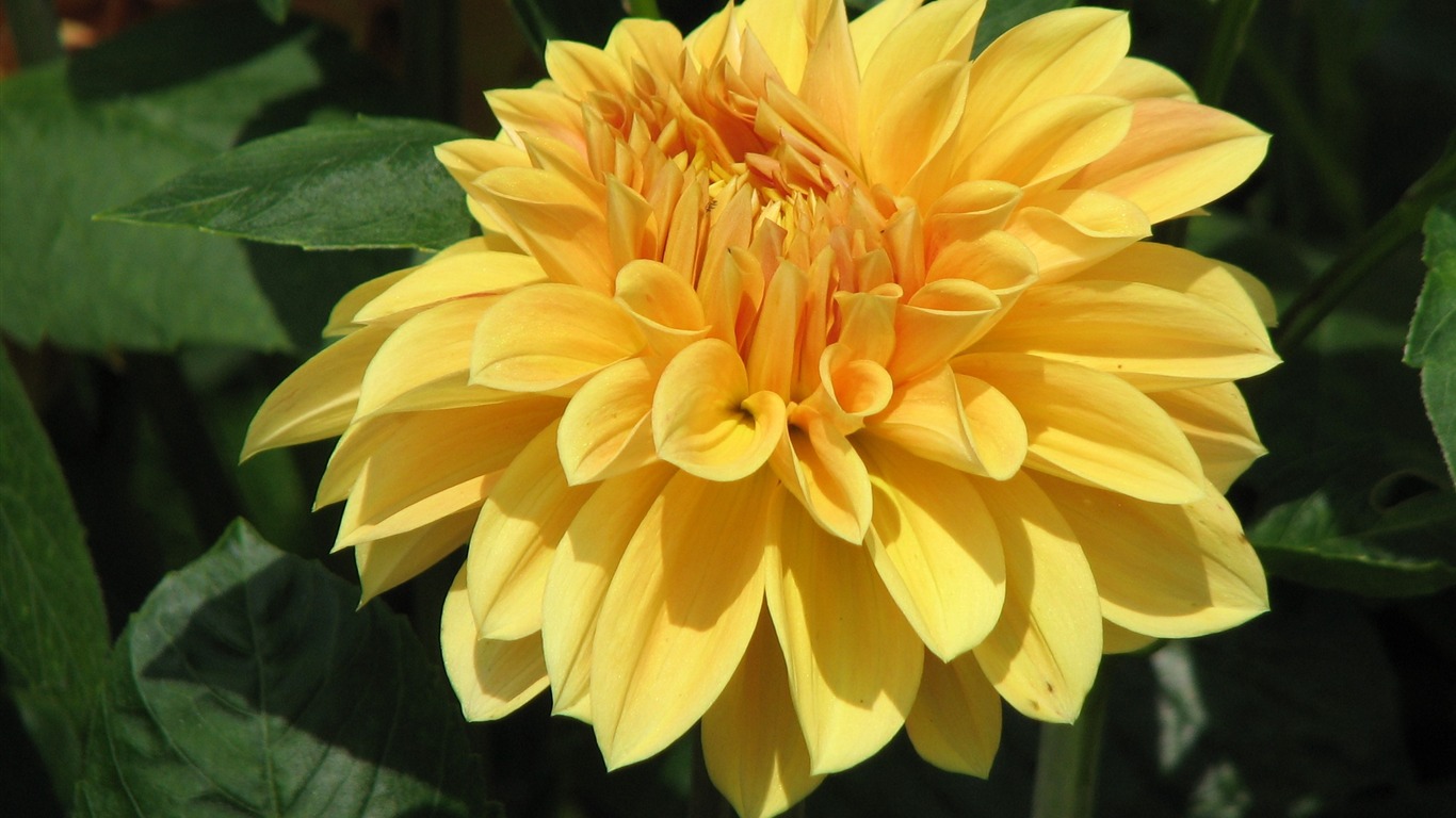 Dahlia flowers HD wallpaper (1) #16 - 1366x768