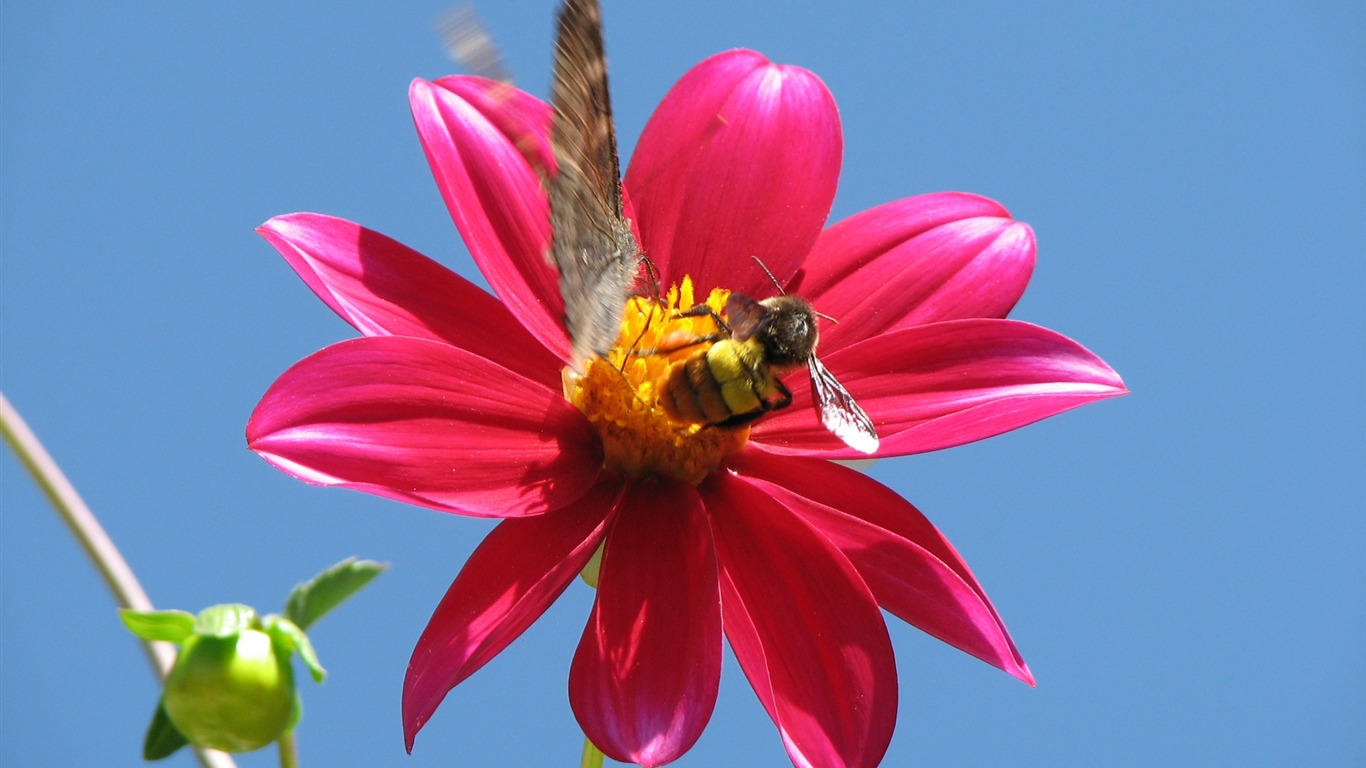 Dahlia květiny HD tapetu (2) #1 - 1366x768