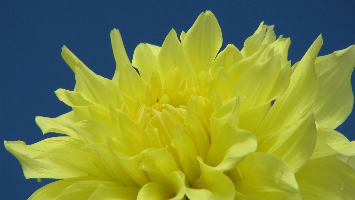 Dahlia květiny HD tapetu (2) #3 - 1366x768