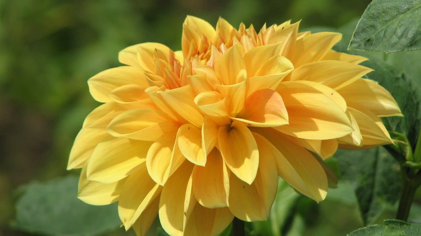 Dahlia flowers HD wallpaper (2) #4 - 1366x768