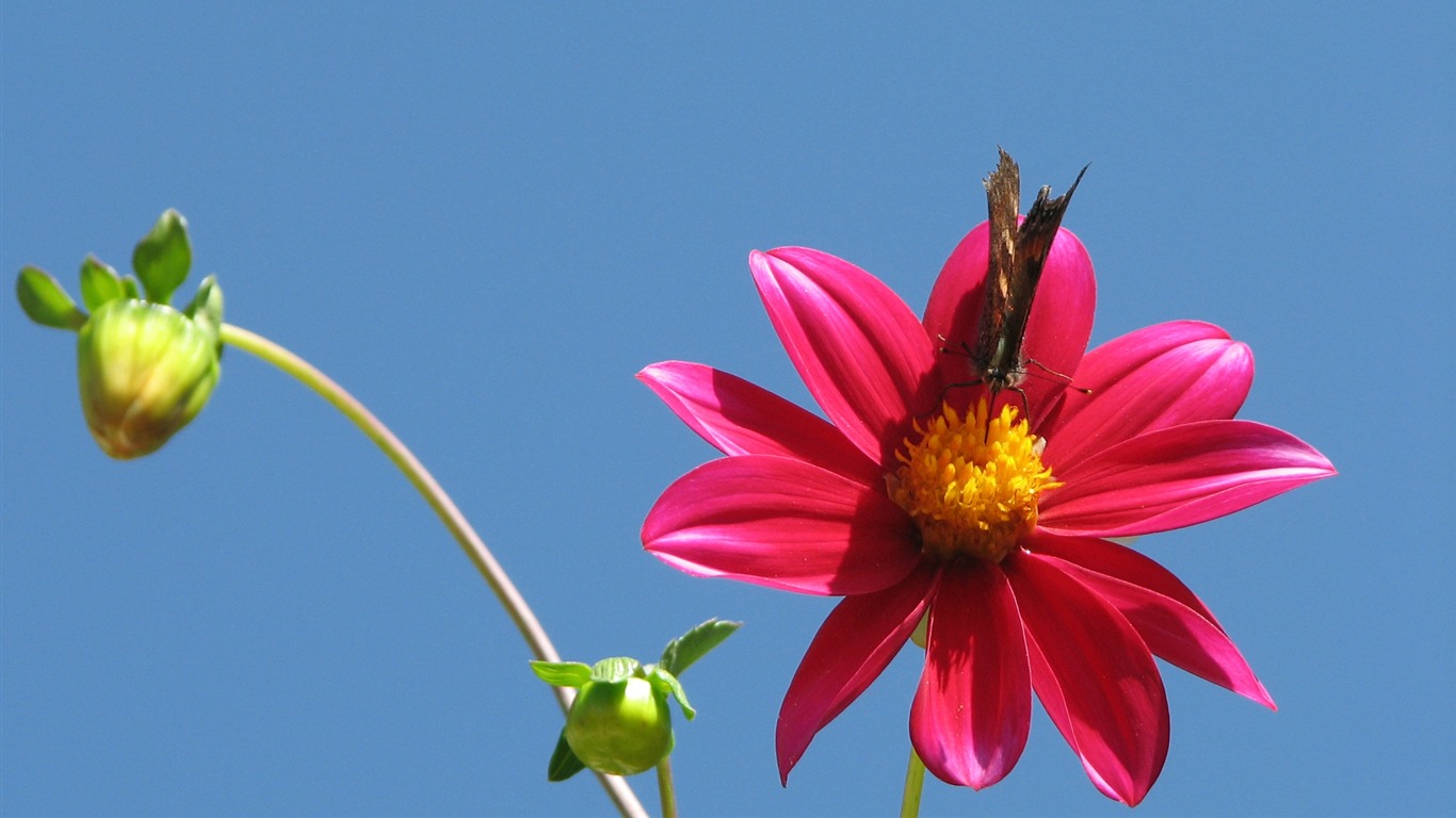 Dahlia fleurs wallpaper HD (2) #5 - 1366x768