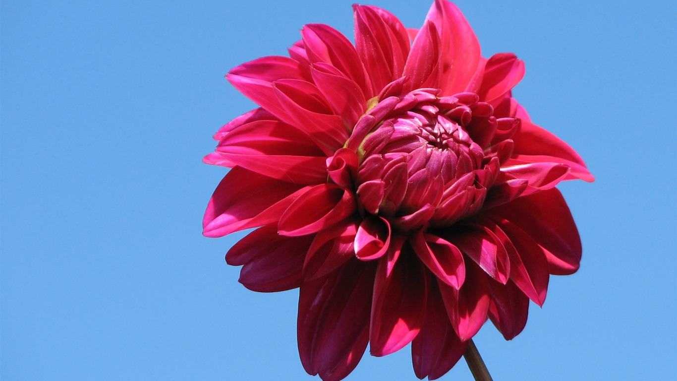 Dahlia fleurs wallpaper HD (2) #6 - 1366x768