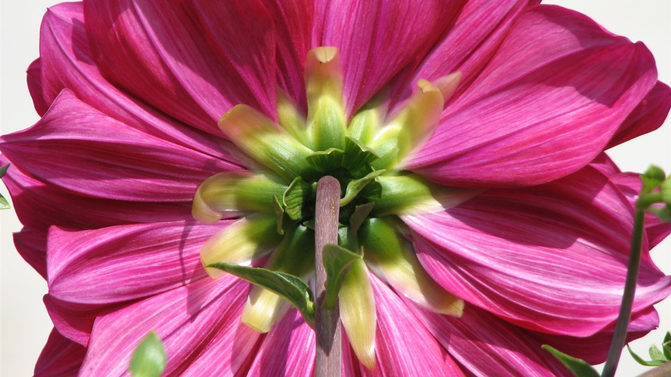 Dahlia květiny HD tapetu (2) #7 - 1366x768