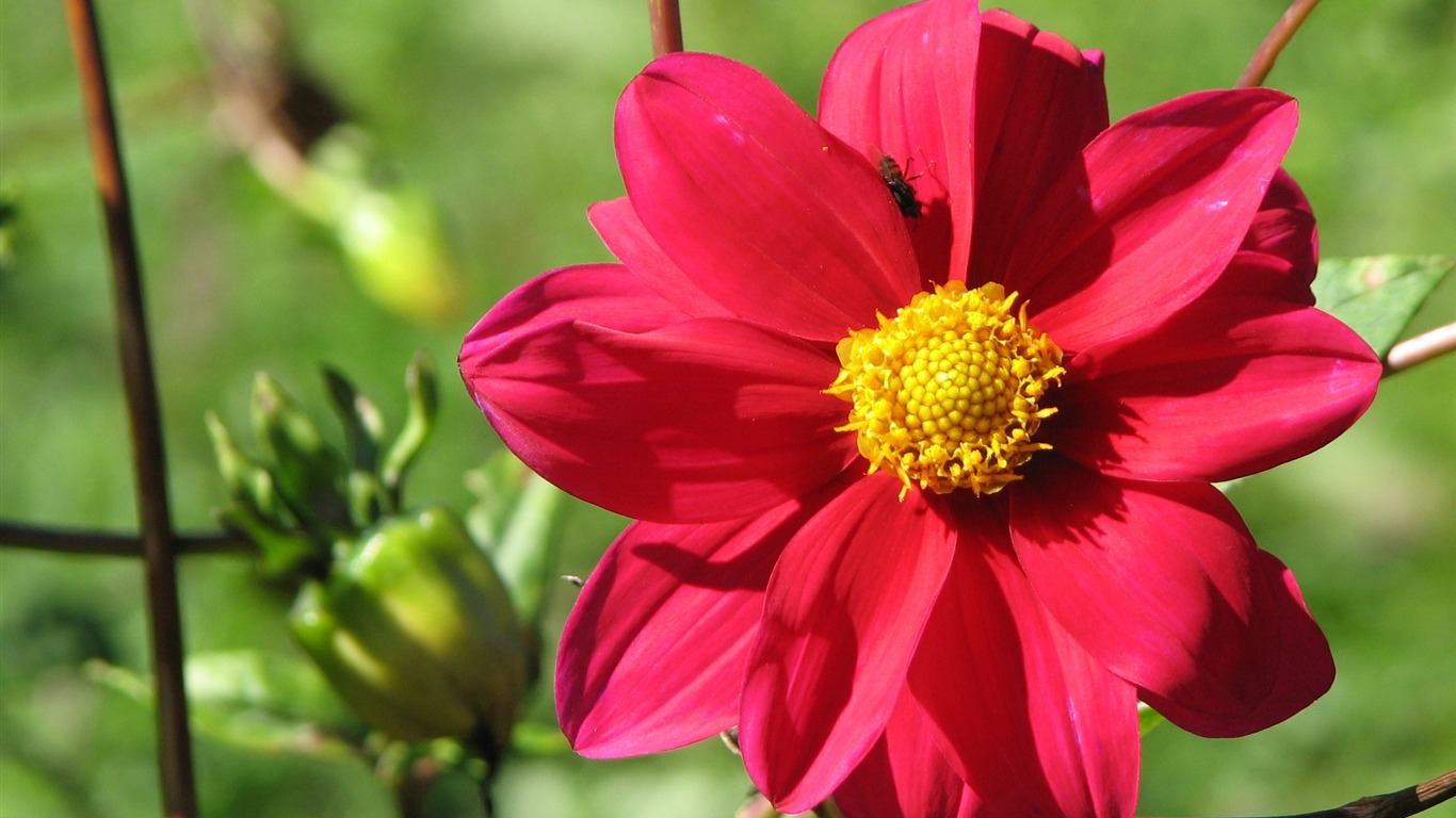 Dahlia fleurs wallpaper HD (2) #8 - 1366x768