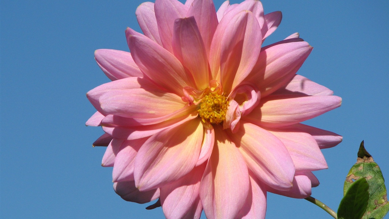 Dahlia 大麗花 高清壁紙(二) #9 - 1366x768