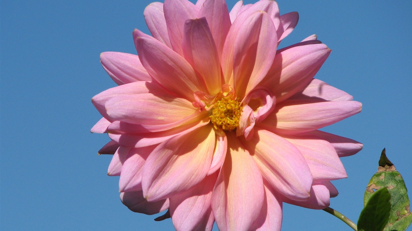 Dahlia flowers HD wallpaper (2) #9 - 1366x768