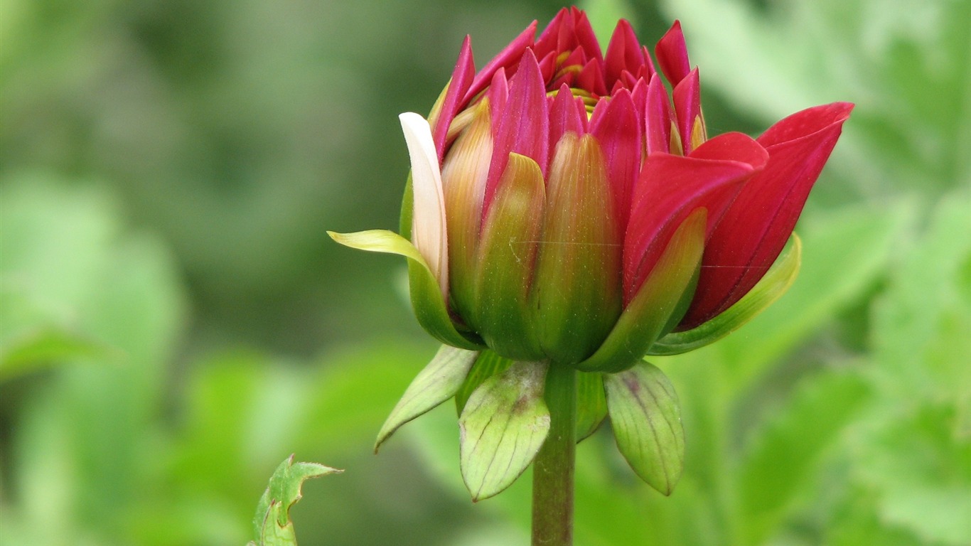 Dahlia fleurs wallpaper HD (2) #10 - 1366x768