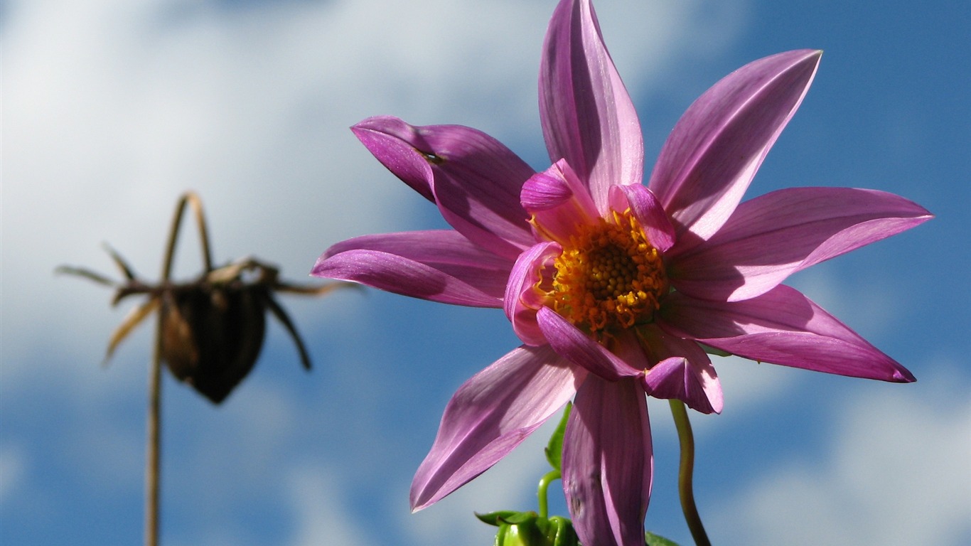 Dahlia květiny HD tapetu (2) #11 - 1366x768