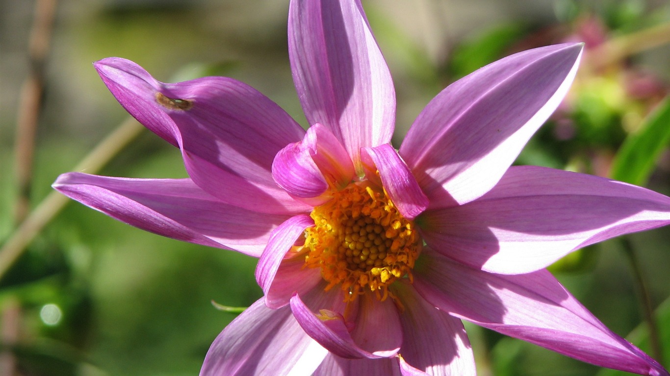 Dahlia květiny HD tapetu (2) #12 - 1366x768