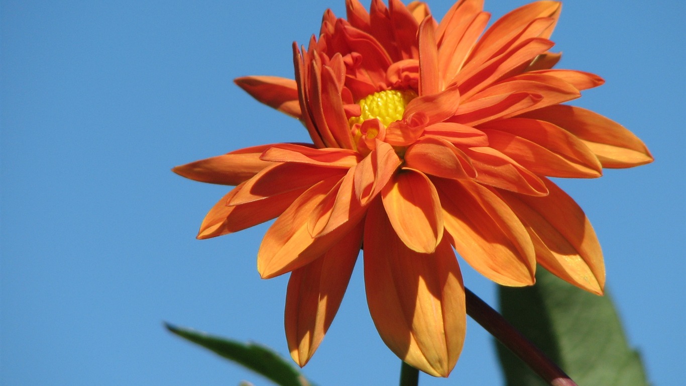 Dahlia 大麗花 高清壁紙(二) #14 - 1366x768