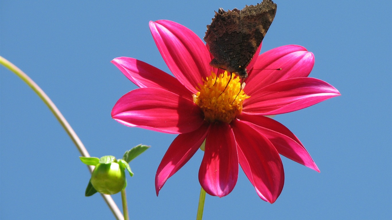 Dahlia fleurs wallpaper HD (2) #16 - 1366x768