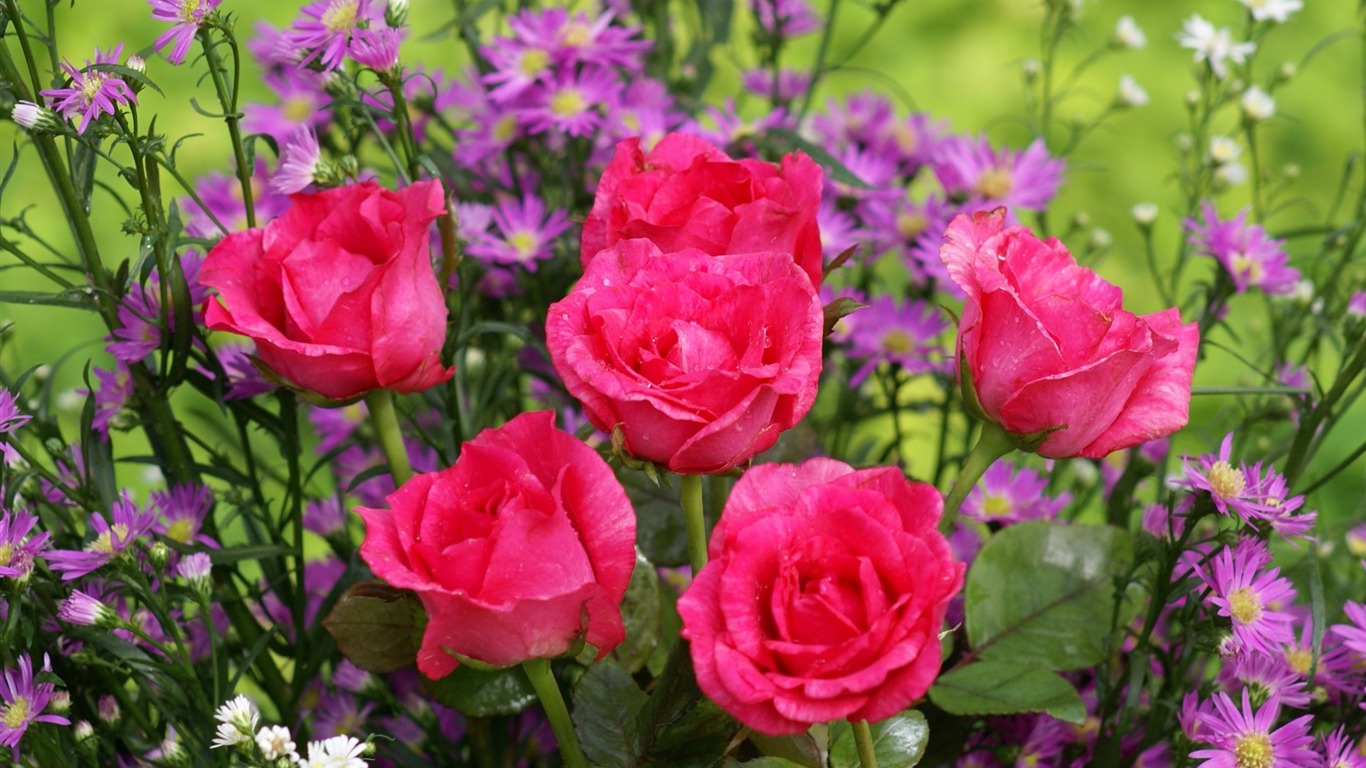 Rose Foto tapety (6) #1 - 1366x768