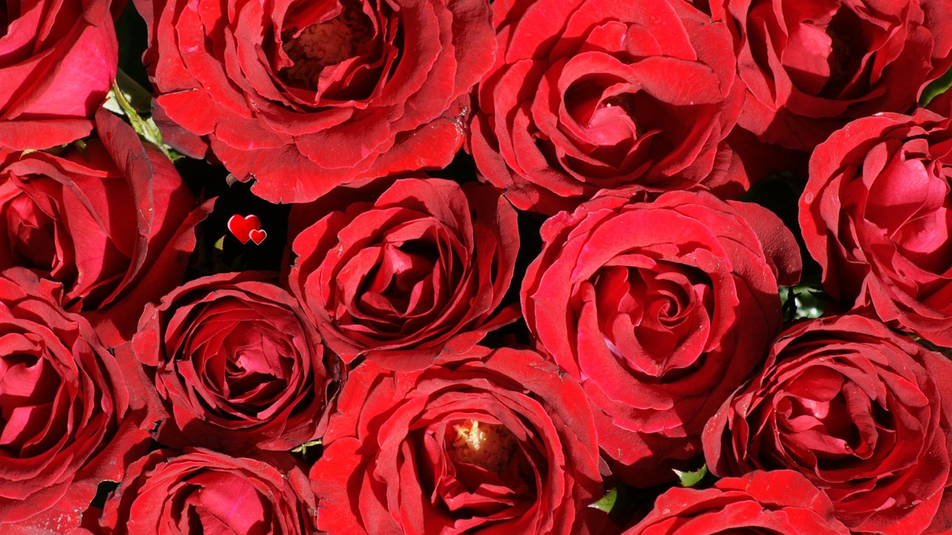 Rose Foto tapety (6) #3 - 1366x768