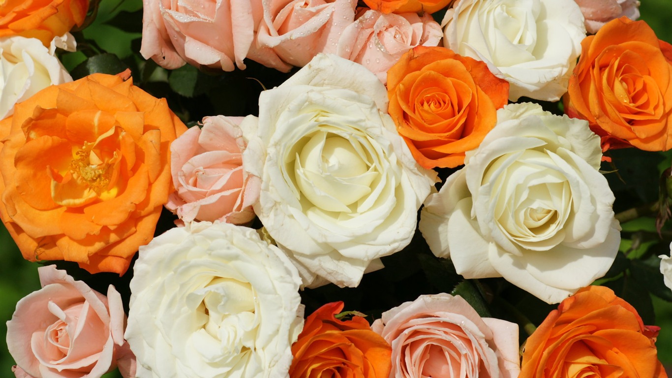 Rose Photo Wallpaper (6) #4 - 1366x768