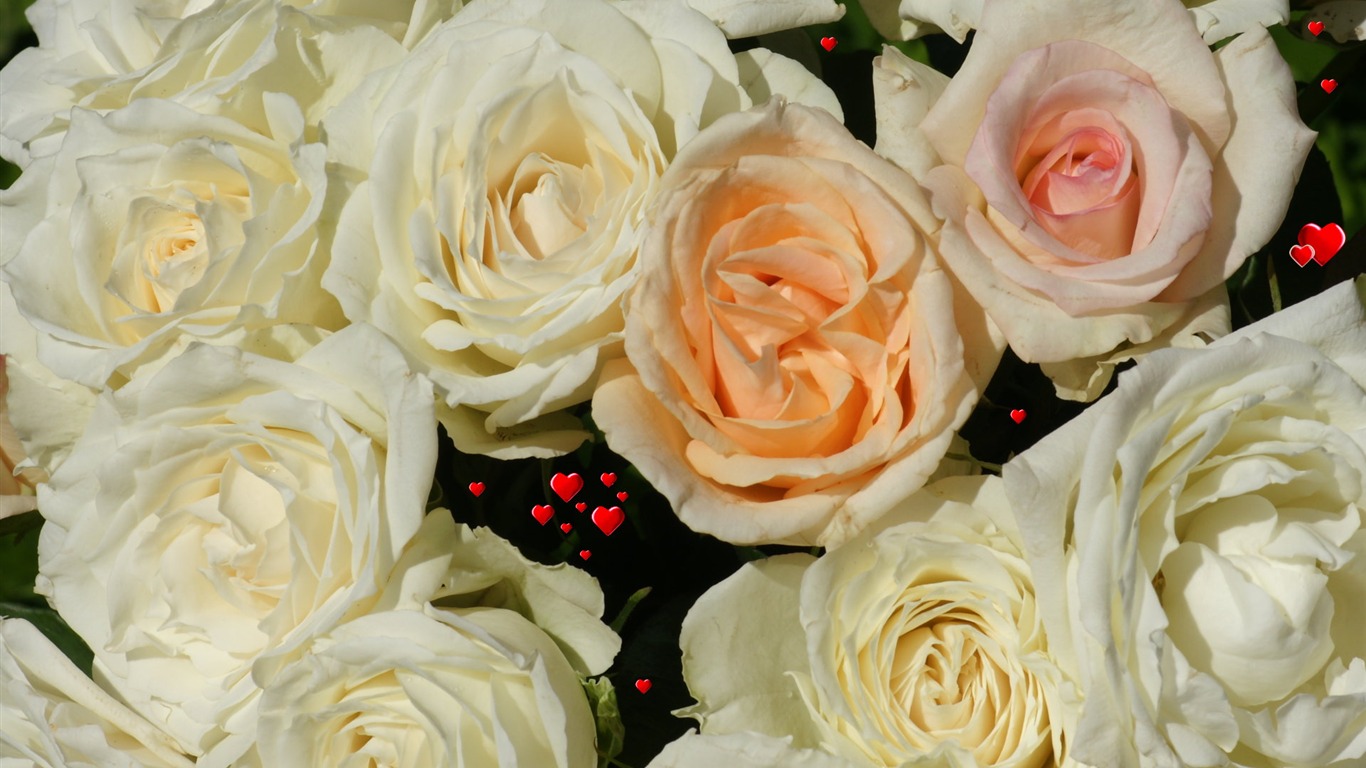 Rose Photo Wallpaper (6) #5 - 1366x768