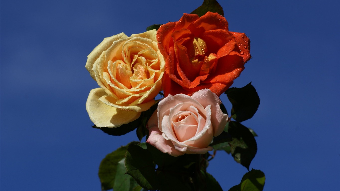 Rose Foto tapety (6) #7 - 1366x768