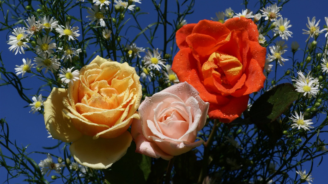 Rose Foto tapety (6) #8 - 1366x768