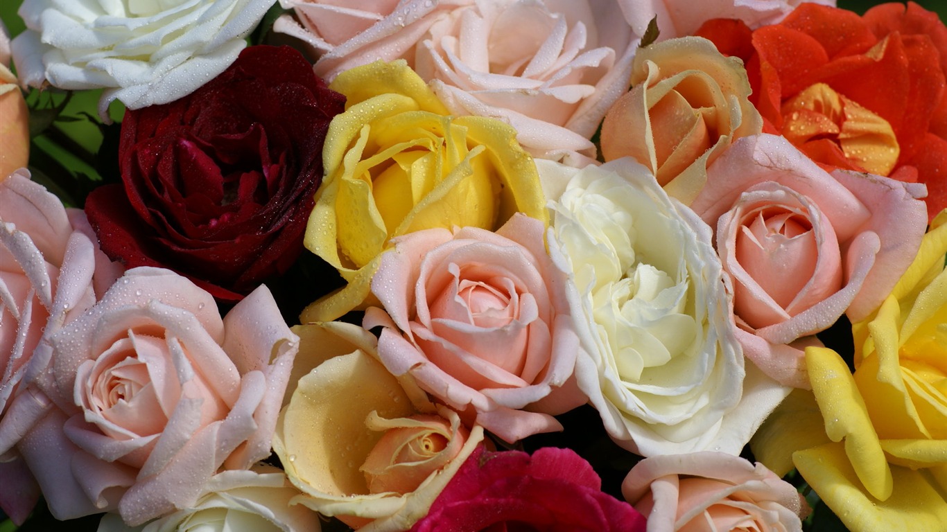 Rose Photo Wallpaper (6) #9 - 1366x768