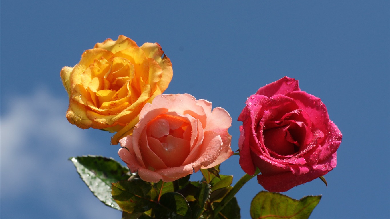 Rose Photo Wallpaper (6) #10 - 1366x768