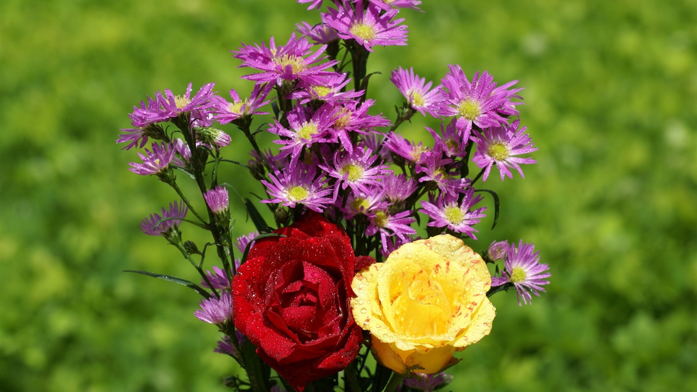 Rose Foto tapety (6) #11 - 1366x768