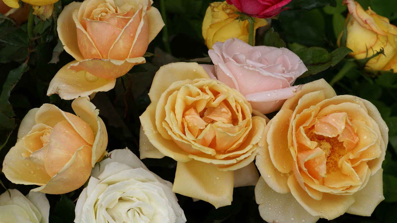 Rose Photo Wallpaper (6) #13 - 1366x768