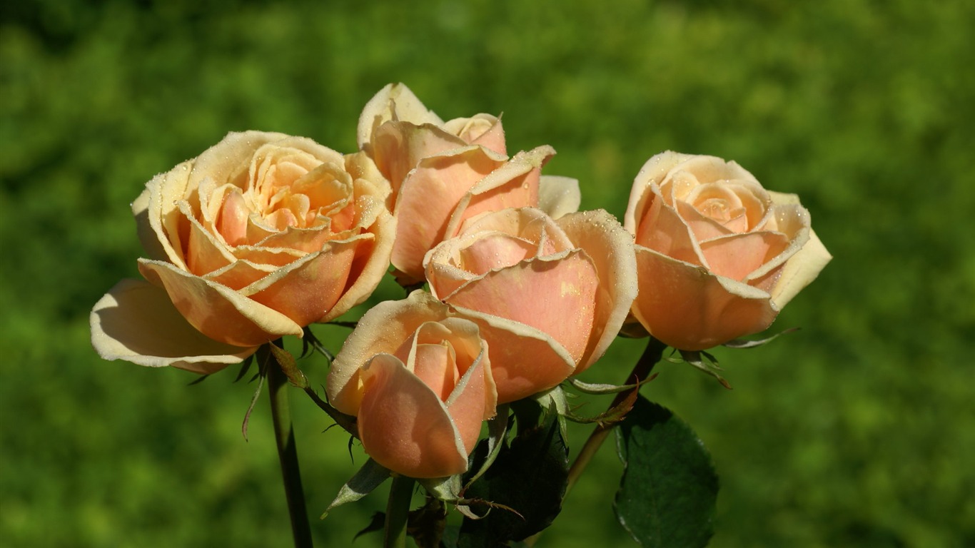 Rose Foto tapety (6) #16 - 1366x768