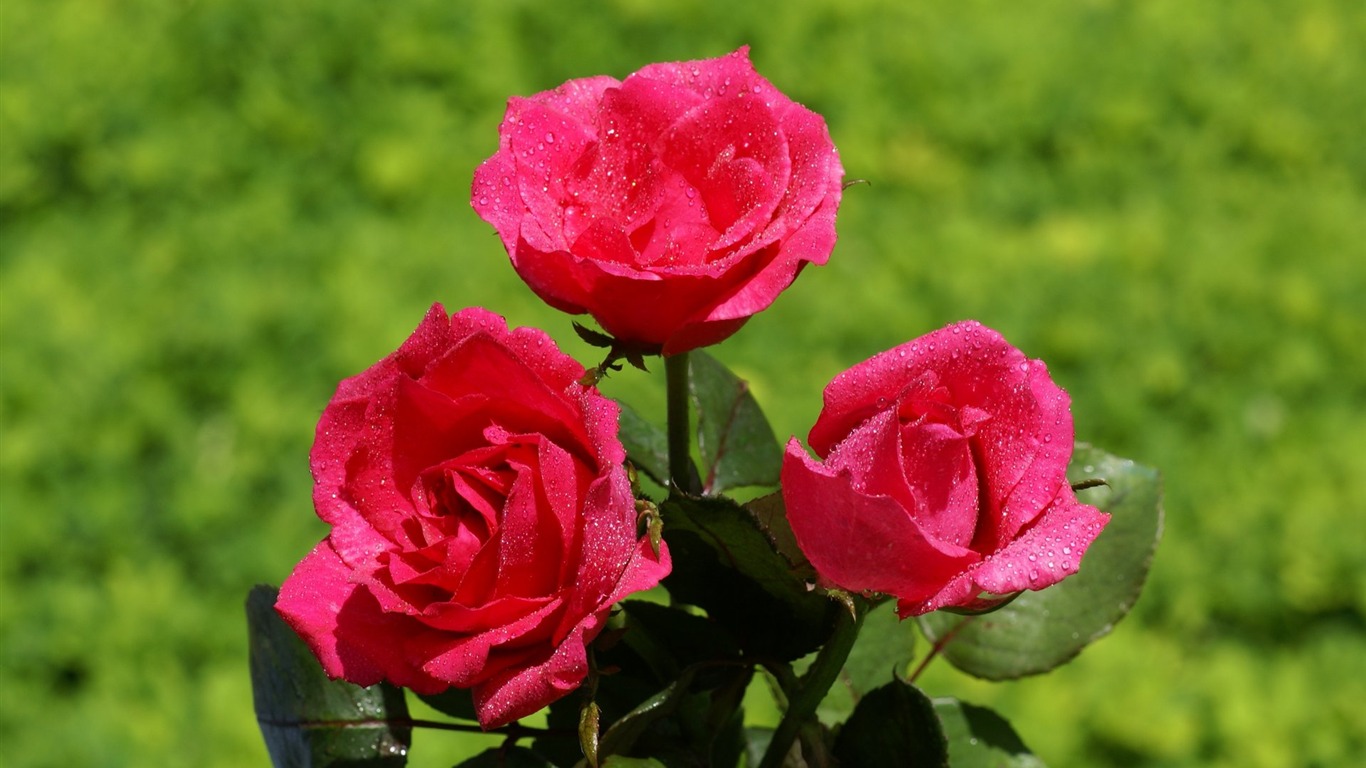 Rose Photo Wallpaper (6) #17 - 1366x768