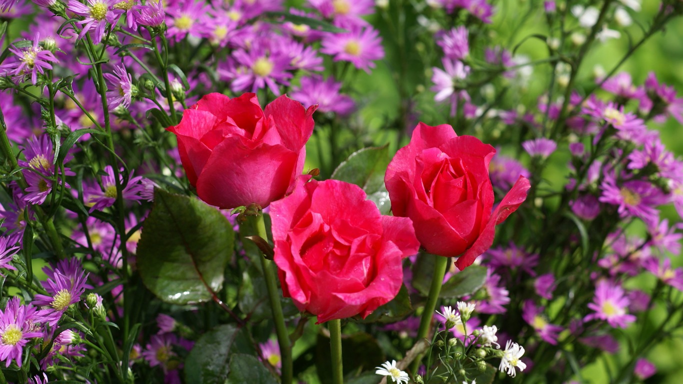 Rose Foto tapety (6) #19 - 1366x768