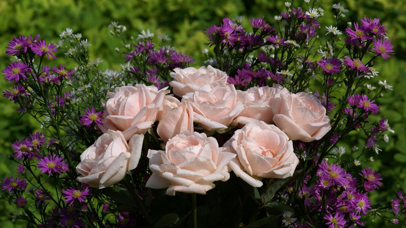 Rose Foto tapety (6) #20 - 1366x768