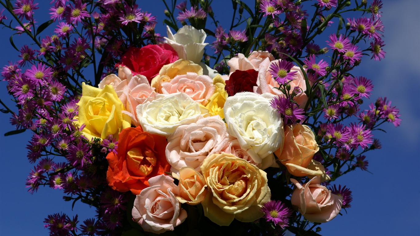 Rose Foto tapety (7) #1 - 1366x768